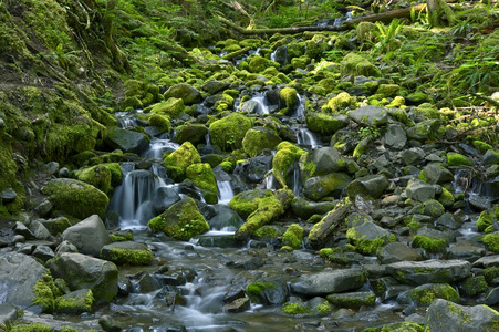 洛基雨林溪