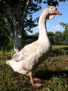 Husa na farm closeup