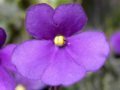 帕尔马紫罗兰花