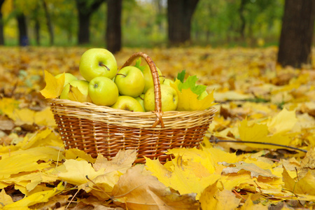 篮子里的新鲜成熟的苹果在秋天的叶子上的花园