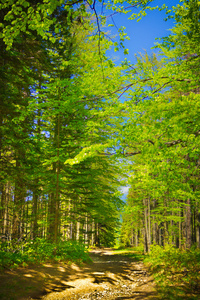 查看从跟踪到 pilsko 高峰，从 beskidy 山，波兰