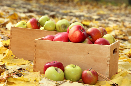 板条箱的新鲜成熟的苹果在秋天的叶子上的花园