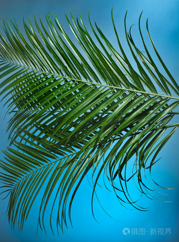 蓝色背景上的棕榈树枝
