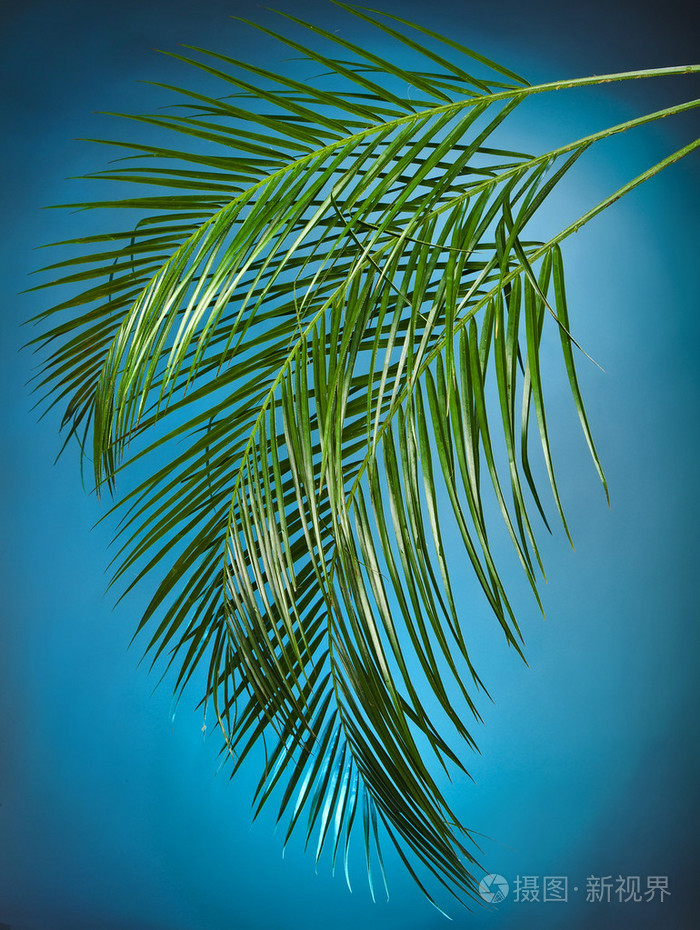 蓝色背景上的棕榈树枝