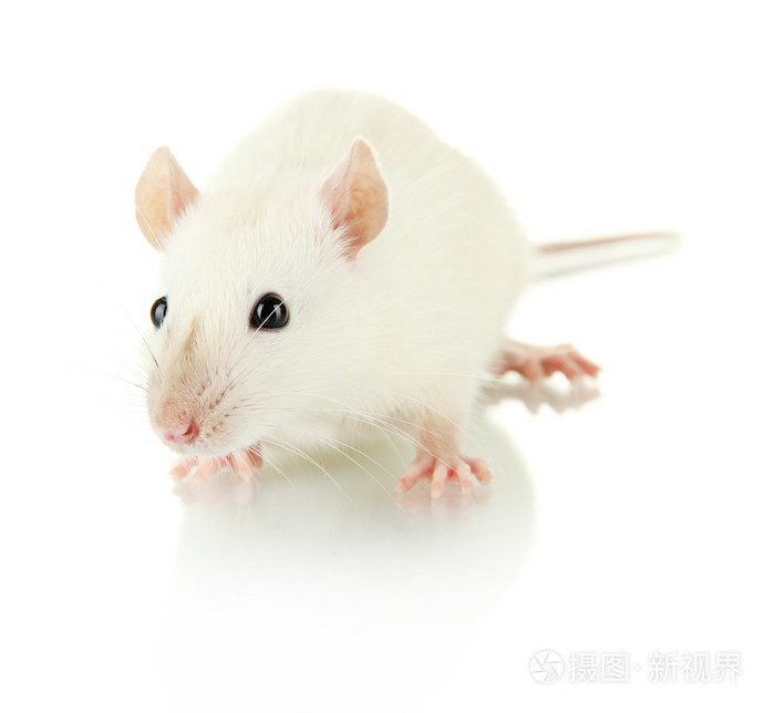 有趣的小老鼠上白色, 隔离