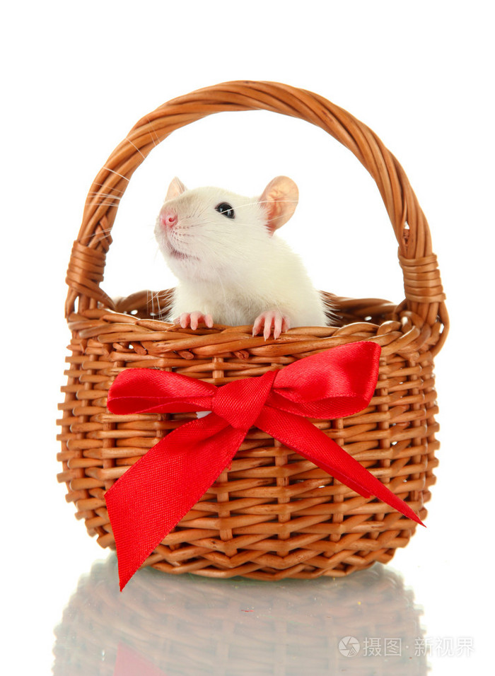 有趣的小老鼠在篮子里上白色, 隔离照片-正版商用图片1b2ju0-摄图新视