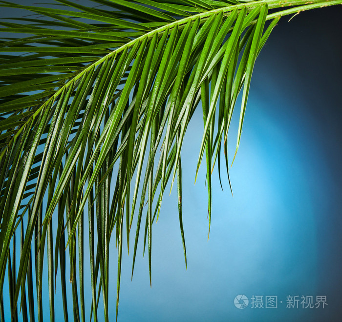 蓝色背景上的棕榈树枝