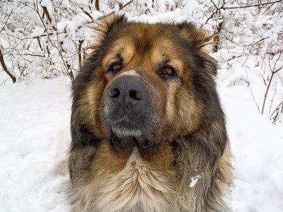 高加索牧羊犬在雪上