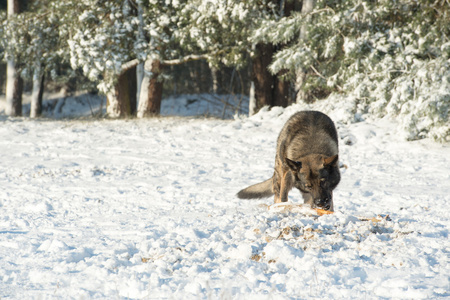 在雪中的狗