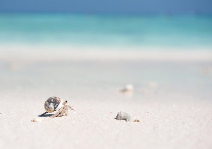 寄居蟹在安达曼海的海滩上