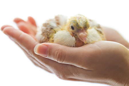 新生儿鸡在被隔绝的女人手中