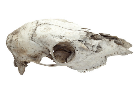 生理学仍然是老马头骨照片