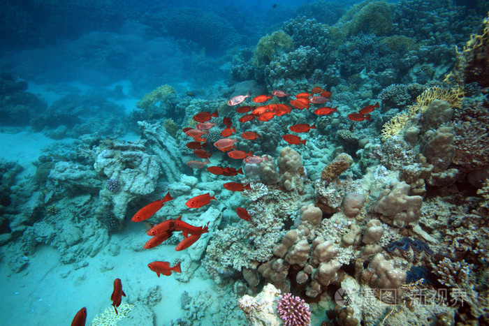 海洋生命在红海