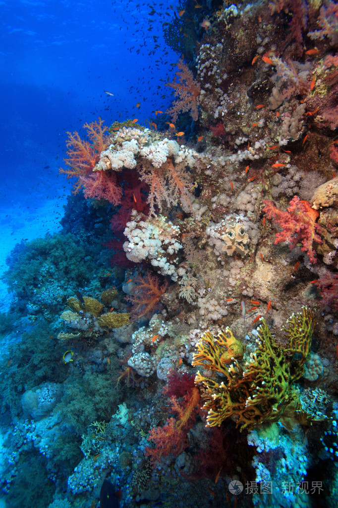 海洋生命在红海