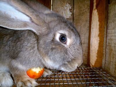 与苹果公司的灰兔子