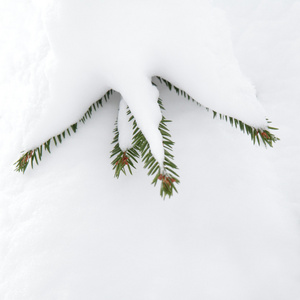 与新鲜雪常绿云杉圣诞树