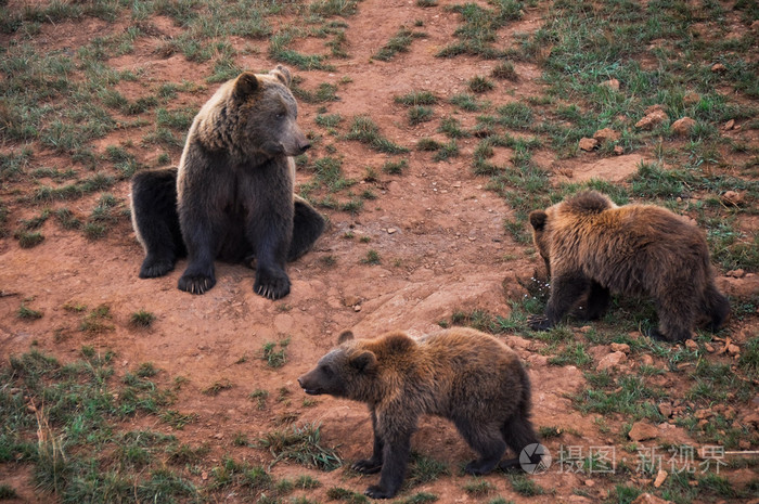 女性欧洲棕熊和幼崽