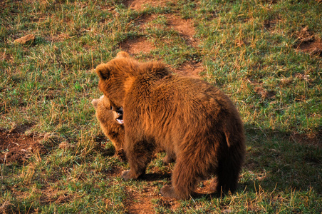 女性欧洲棕熊和幼崽
