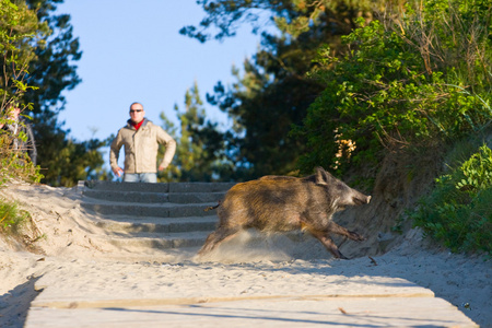 在沙滩上波兰乞讨野猪