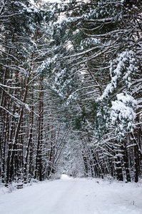 冬季景观，雪林