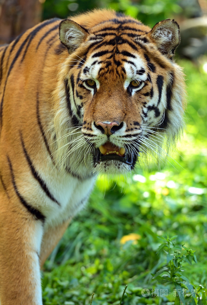 老虎照片-正版商用图片1b2tzr-摄图新视界