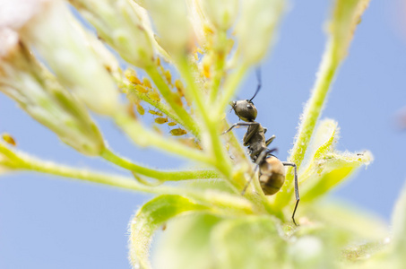 黑蚂蚁和蚜虫在绿色自然