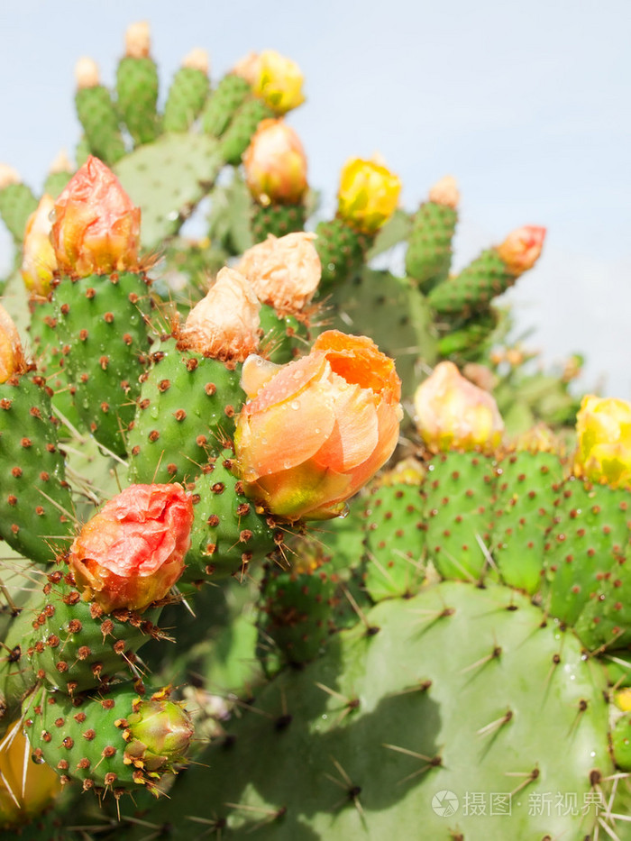 仙人掌植物仙人掌在雨后的花朵