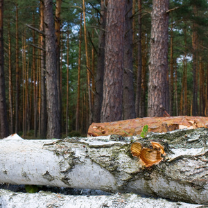 堆叠式的原木肌理，自然背景
