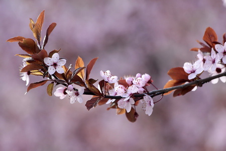 日本樱桃的花朵