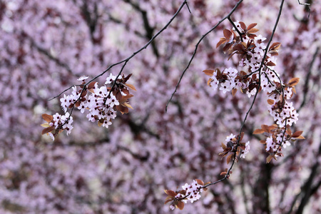 郁郁葱葱的日本樱花