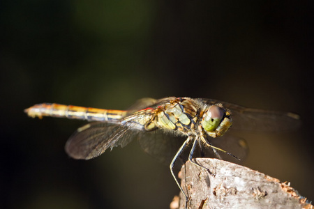 Gragonfly 与深色背景