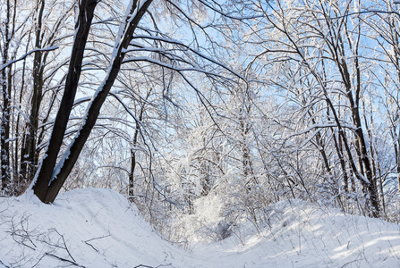 冬季森林路下树的树冠覆盖着雪