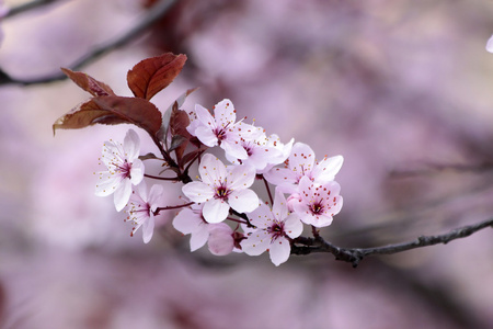 樱花的特写