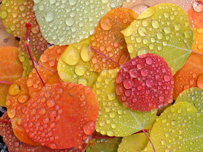 多彩的白杨树叶与雨点