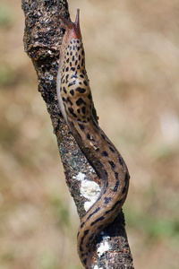 在木头上爬行的橙色蛞蝓蜗牛向指已提到的人c向crete墙采用宏指令关