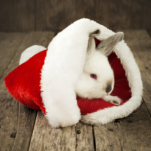 木制背景上的白兔子圣诞卡片