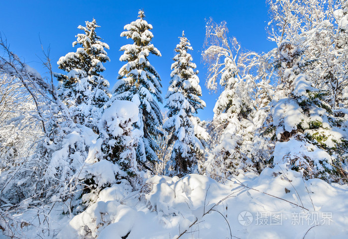 冬季森林深处与硬雪所涵盖的云杉