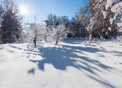 雪冬天风景有两棵树图片