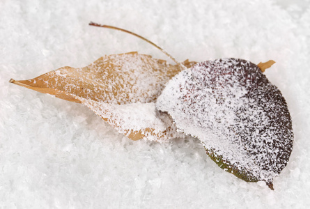 落在雪上枫叶