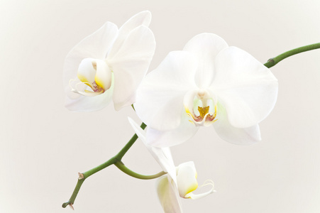 在一个分支上的白色兰花花