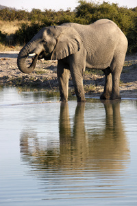 非洲大象 象是博茨瓦纳