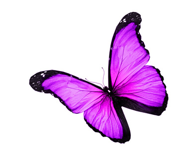 在白色背景上的紫蝴蝶