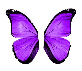 白色的蝴蝶翅膀图片