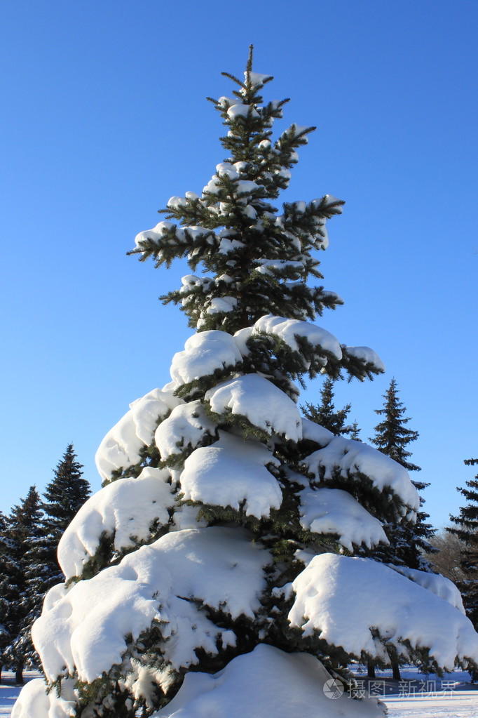 在雪地里的松树