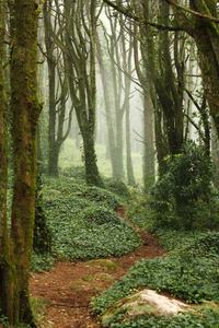 绿色森林树木与巨大的岩石中的路径