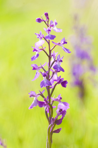 野生兰花沼泽红假单胞菌沼泽红假单胞菌 anacamptis