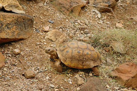 缓慢的答辩状图片-缓慢的答辩状素材-缓慢的答辩状插画-摄图新视界