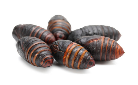 丝虫茧蛹蚕蚕蛹蚕 丝虫茧在白色背景上蚕茧多丝虫动物房绿桑叶上的