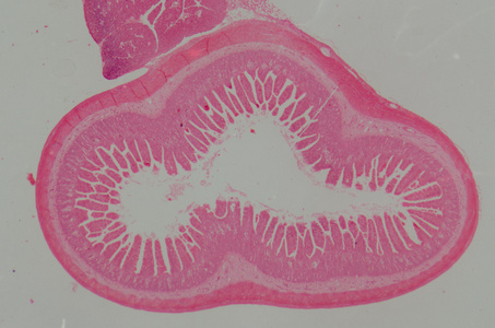 人类小 intestinum tenue 组织的微观部分