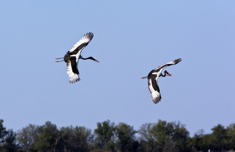 saddlebilled 鹳